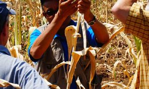 Tag-food-security-500×700 Tag-food-security-500x700